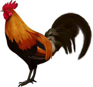 Rooster